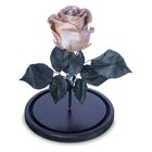 Rosa Encantada Rosa Eterna Na Cúpula De Vidro