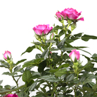 Roseira Mini Especial