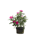 Roseira Mini Especial