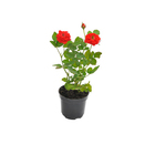 Roseira Mini Pote 11