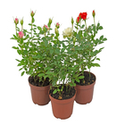 Roseira Mini Pote 11