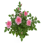 Roseira Mini Pote 13