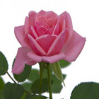 Roseira Mini Pote 13