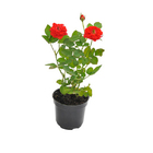 Roseira Mini Pote 13