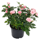 Roseira Mini Pote 15