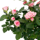 Roseira Mini Pote 15