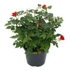 Roseira Mini Pote 15