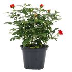 Roseira Mini Pote 15