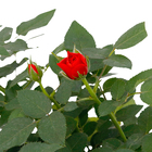 Roseira Mini Pote 15