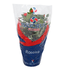 Roseira Mini Pote 15