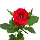 Roseira Mini Saquinho 10