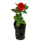 Roseira Mini Saquinho 10