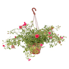 Roseira Pendente Pote 20