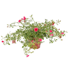 Roseira Pendente Pote 20