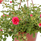 Roseira Pendente Pote 20