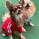 Roupa Para Cachorro Moletom Com Capuz Vermelha - Tam. P