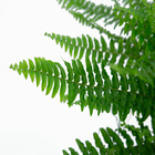 Samambaia Argentina C21