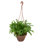 Samambaia Dallas C21