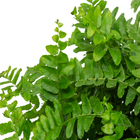 Samambaia Dallas C21