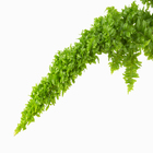 Samambaia Esmeralda C21