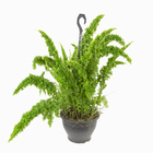 Samambaia Esmeralda C21