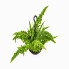 Samambaia Esmeralda C21