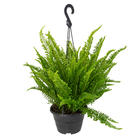 Samambaia Havaiana C21