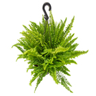 Samambaia Havaiana C21