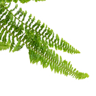 Samambaia Havaiana C21