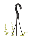 Samambaia Americana Cuia 21