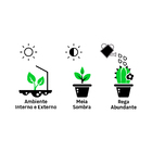 Samambaia Americana Cuia 21