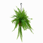 Samambaia Americana Cuia 21