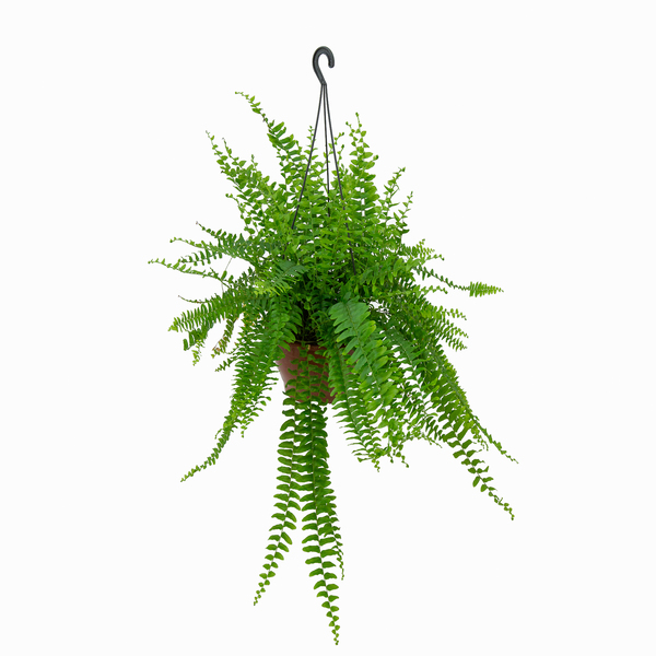 Samambaia Americana Cuia 21