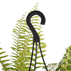 Samambaia Americana Cuia 25