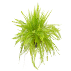 Samambaia Americana Cuia 25