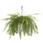 Samambaia Americana Cuia 32