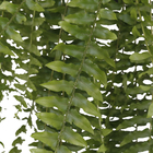 Samambaia Americana Cuia 32