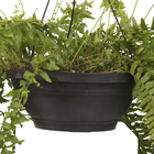 Samambaia Americana Cuia 32