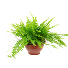 Samambaia Americana Mini Cuia 18