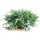 SAMAMBAIA BLUE STAR PHLEBODIUM C18