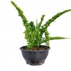 SAMAMBAIA EMINA  C21