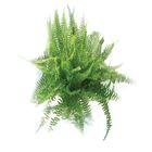 SAMAMBAIA FISHTAIL C21