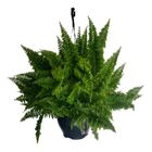 SAMAMBAIA FLUFFY RUFLE C21