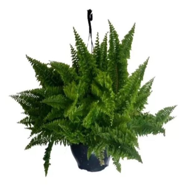 SAMAMBAIA FLUFFY RUFLE C21