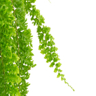 Samambaia Hilli Cuia 21