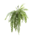 Samambaia Holandesa Cuia 25