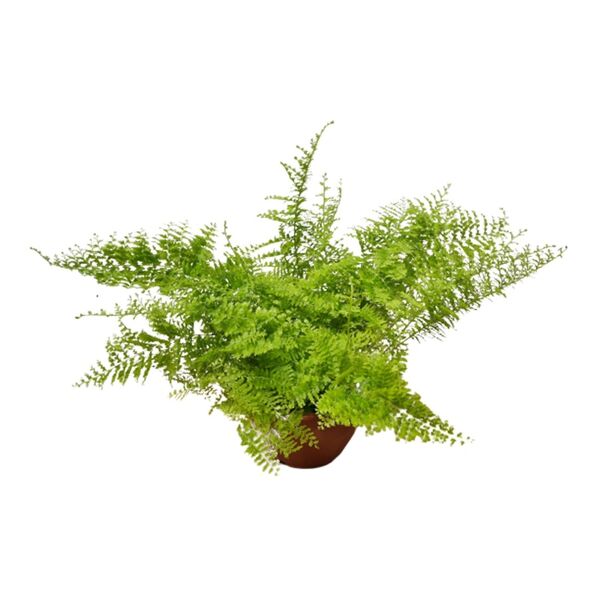 SAMAMBAIA MARISSA C21