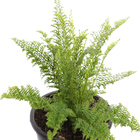 Samambaia Mini Havaiana Cuia 13