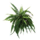 SAMAMBAIA MURANO C21