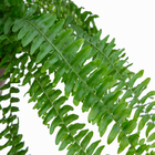 Samambaia Nephrolepis exaltata Americana Cuia 21 Planta Natural